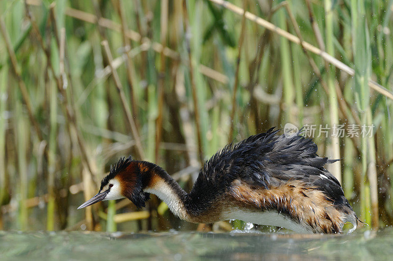 大山脊grebe (Podiceps crista)